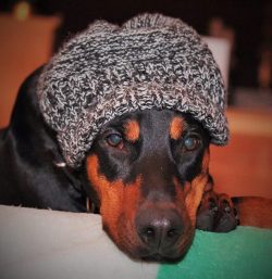 The dog always obeys its owner and, despite its protective and fighting qualities, is considered ...