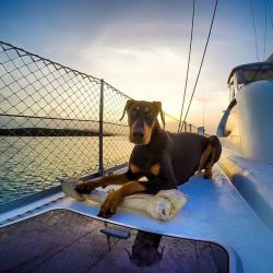 The characteristic quality of this breed is vigilance. 