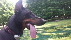 Dobermans are always on the alert, always ready to rush to protect their territory or owner, the ...