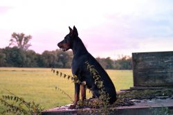 Dobermans need a strong leader like no other. Such dogs cannot be raised by children or soft-bod ...