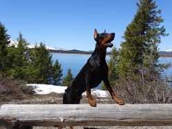 And representatives of this breed have an excellent sense of smell and work well on the trail. 