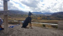 Dobermans are very quick-witted and quickly understand what the owner wants. But at the same tim ...