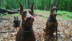 In general, the recommendations for training are simple: for the execution of commands, reward y ...