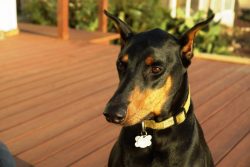 At the same time, it is widely believed that this is an aggressive breed: a dog can attack a str ...