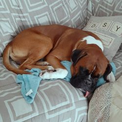 This breed has a high level of energy, it is fidgets that need a variety of activities, includin ...