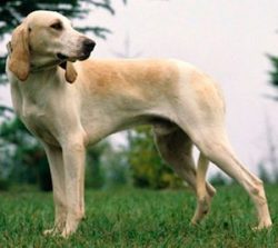 Like everything French, the breed is distinguished by its elegance and beauty. Well, in which co ...