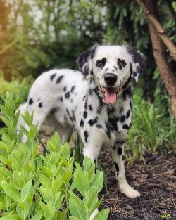 Aggression never occurs in this dog for no reason. Experts say that animals have a so-called pos ...