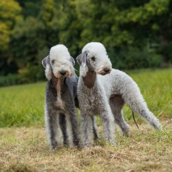 The Bedlington Terrier needs careful grooming, it is recommended to examine the pet’s teet ...