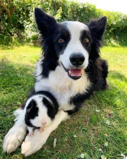 Border Collies are dogs with incredibly developed intelligence and intuition. Such qualities ind ...