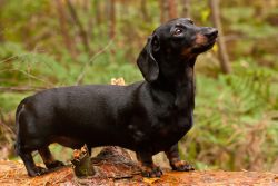The Dachshund will always be popular – it is a sociable, agile dog with expressive eyes, a ...