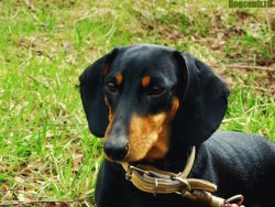 Dachshund requires regular ear cleaning with cotton swabs and hydrogen peroxide. 