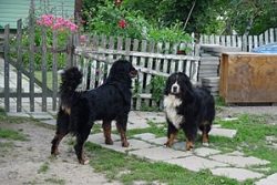 The Burgdorf winemaker F. Schertenleib played a fundamental role in the formation of the breed.  ...