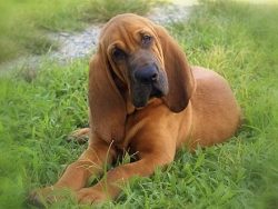 Bloodhound babies need a lot of free space for normal development, so choose breeders who prefer ...