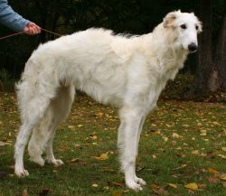Actually, over time, even a certain tradition was formed – greyhound canine dogs were not  ...