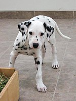 Spots will decorate the body of the animal from two weeks of age. It is necessary to distinguish ...