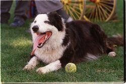 The Border Collie breed is large in size and has a large amount of long, thick coat. The muzzle  ...