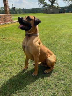 Since the Black Mouth Cur is a versatile hunting and herding dog, you should watch it around oth ...