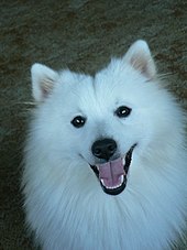 Usually, their lifespan is between 10-14 years. Some Indian Spitz is known to be 16 years of age. 