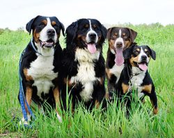 Bernese Mountain Dogs were exhibited for quite a long time in European salons without pedigrees  ...