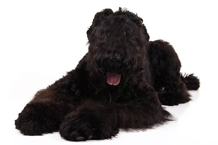 The ancestor of the breed is considered to be the Giant Schnauzer Roy, whose offspring became th ...