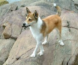 Norwegian Lundehund is loyal to children, especially if he grew up in a family with babies. But  ...