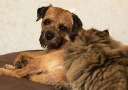 The jaws of the Border Terrier are powerful, the teeth are strong and sharp. A scissor bite is n ...