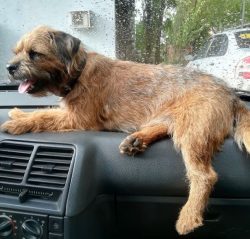 The tail is relatively short. The Border Terrier carries it high but never throws it on its back.