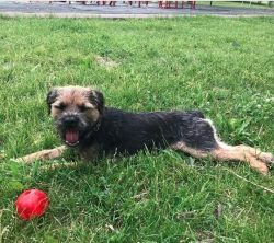The Border Terrier is small, so it feels comfortable both in a private house and in an apartment.