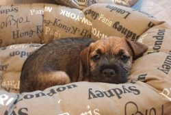 For representatives of this breed, high physical activity is vital. Each walk should last at lea ...