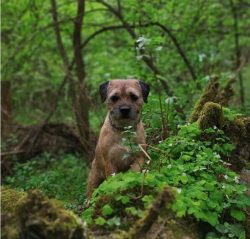 If the terrier is kept in an apartment, the owner should take into account the fact that such a  ...