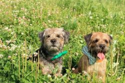 He can often be caught chewing on household shoes, and furniture can also suffer from dog teeth. ...