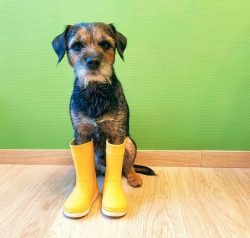 If the terrier lives in a private house, he must walk around the fenced area. In such a case, th ...