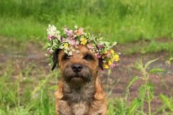 This dog loves to dig under fences, to dig up beds and flower beds. 