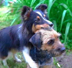 The Border Terrier is born with the ability to penetrate the burrows of foxes and badgers. But t ...