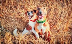 The head of the Bull Terrier is low set and has an egg-shaped shape. This is noticeable when vie ...