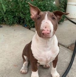 The strong muzzle of the bull terrier is lowered, its depth is in the ratio 1: 3 with the height ...