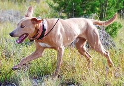 These incredible dog instincts allowed the Lacey brothers to spread them around. The canines wer ...