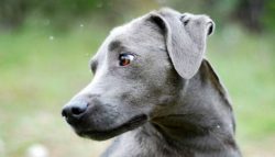 White color in a dog on the chest, and sometimes also reaches from the chin to the groin area. A ...