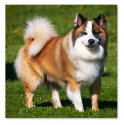 However, when keeping outdoors, remember that these dogs love people, they need companionship an ...