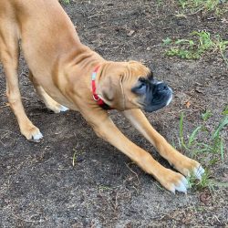 if you have a private house and your own yard, and you want the dog to be more outdoors, take ca ...