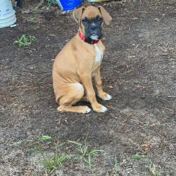 Within his family, the Boxer is an incredibly affectionate, loyal, and loving dog that is distin ...