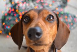 Dachshunds are always on the alert and they differ with a piercing bark. These qualities make th ...