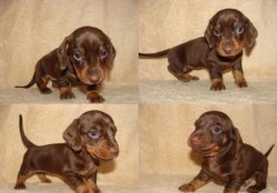 Dachshunds require some exercise. It is best to walk every day and overcome at least about a kil ...