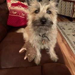 The Cairn has a foxy expression and a tough, weather-resistant coat