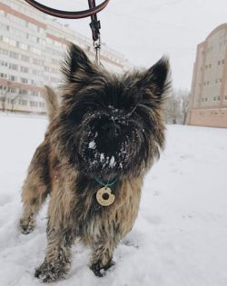 The bright-eyed, up-for-anything Cairn Terrier was bred in Scotland to dig into piles of rocks