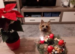 Cairn Terriers are very affectionate, particularly with children