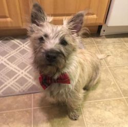 No every Cairn Terrier will automatically be great with children