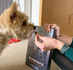 The Cairn Terrier is a low-maintenance dog, needing just a weekly combing to keep shedding under ...