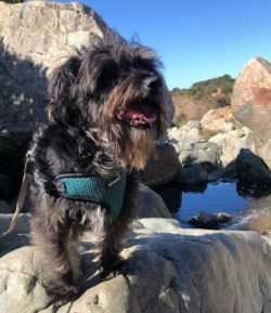 Cairn Terrier is active and playful.