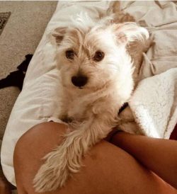 The Cairn Terrier has a well-known connection to Hollywood.